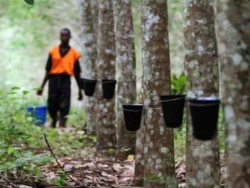 Côte d’Ivoire: Chute vertigineuse du cours de l’hévéa : de 1000Fcfa, le kilo de caoutchouc passe à 150Fcfa sous Ouattara