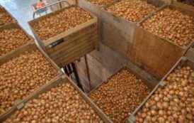 Exportations record d’oignon des Pays-Bas, le Sénégal et la Côte d’ Ivoire aux premières loges
