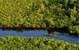 Delta du Saloum- un royaume de mangroves menacé par la déforestation