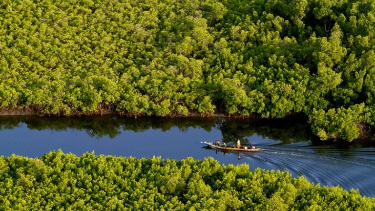 Delta du Saloum- un royaume de mangroves menacé par la déforestation