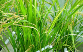 Un « super » riz riche en micronutriments pour lutter contre la malnutrition