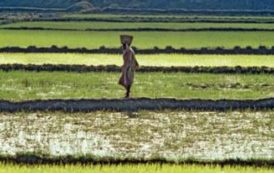 L’Afrique affûte son expertise dans le domaine des statistiques agricoles