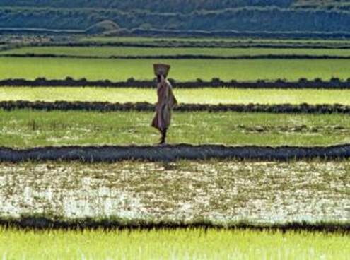 L’Afrique affûte son expertise dans le domaine des statistiques agricoles