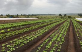 Start-up africaine de la semaine : JTAgro plante ses graines au Congo