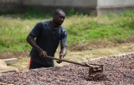 Les prix du cacao progresseraient à nouveau en 2019