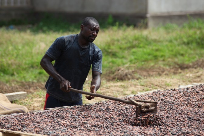 Les prix du cacao progresseraient à nouveau en 2019