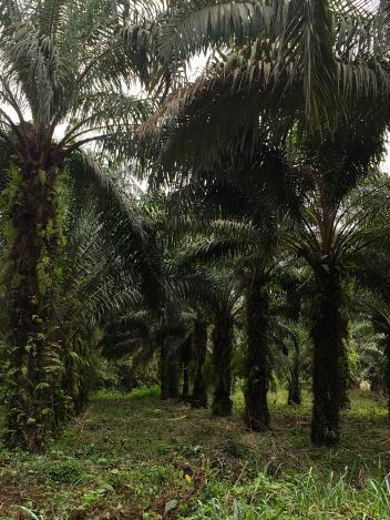 La filière palmier à huile en Côte d’Ivoire s’attelle à la traçabilité