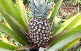 Bénin : Structuration de la filière ananas au Bénin par la création d’une plate-forme