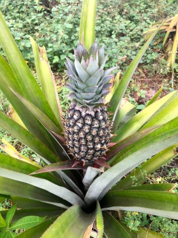 Bénin : Structuration de la filière ananas au Bénin par la création d’une plate-forme