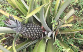 Bénin : Le nucléaire au secours de l’ananas