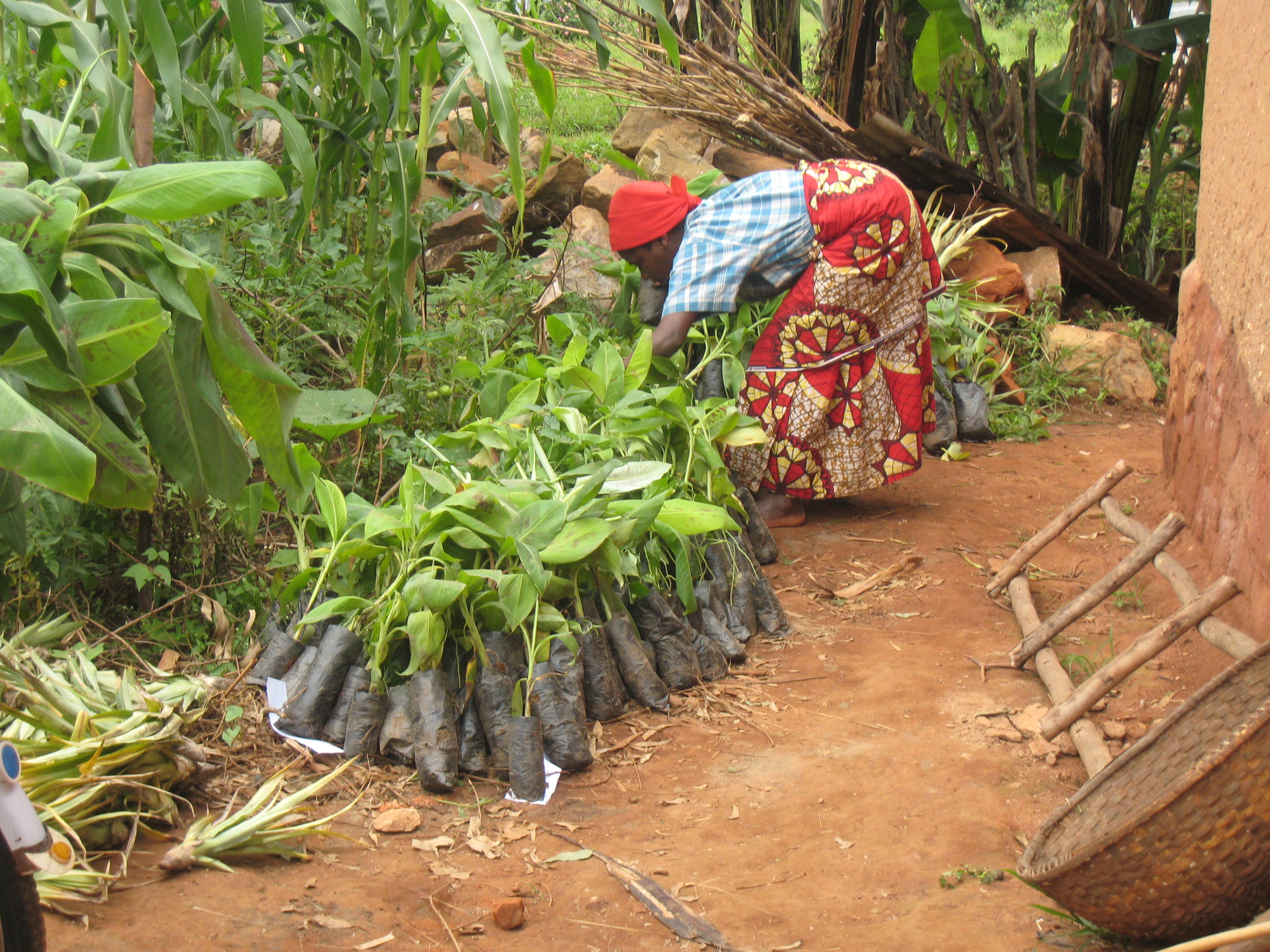 L’Afrique de l’Ouest à l’heure de l’agroécologie