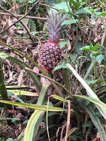 La GEPA du Ghana veut accroître les exportations d’ananas Cayenne en Europe