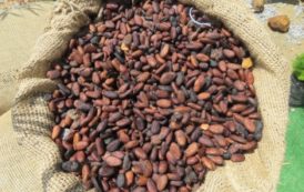 Premier décaissement de crédit au Ghana pour améliorer la productivité du cacao