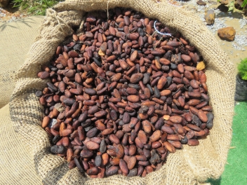 Premier décaissement de crédit au Ghana pour améliorer la productivité du cacao