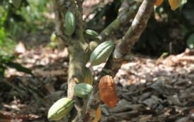 Le Ghana augmente la prime pour lutter contre le swollen shoot du cacao