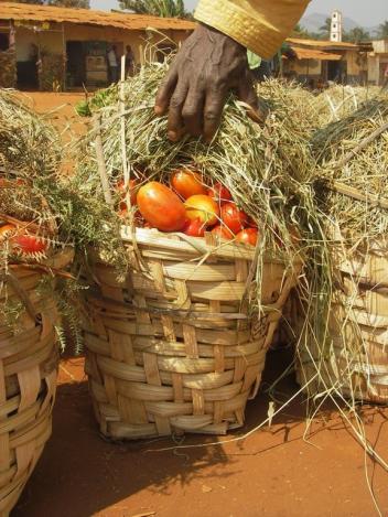 Modules sur la sécurité alimentaire à l’université de Njala au Sierra Leone