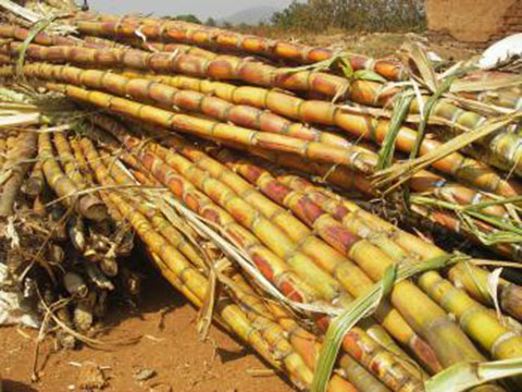 La Chronique Matières Premières Agricoles au 16 novembre 2017