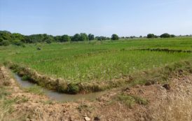 Développer les ressources en eau des champs de coton de la Sofitex au Burkina Faso