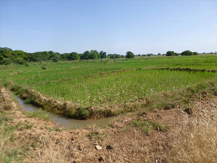 Développer les ressources en eau des champs de coton de la Sofitex au Burkina Faso