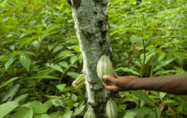 Cacao : la Côte d’Ivoire et le Ghana s’allient pour influencer les prix