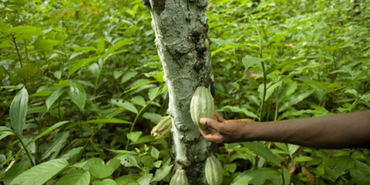 Cacao : la Côte d’Ivoire et le Ghana s’allient pour influencer les prix