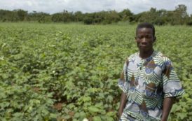 Bénin – Le coton prend-t-il trop de place ?