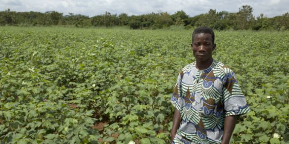 Bénin – Le coton prend-t-il trop de place ?