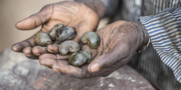 Côte d’Ivoire : hausse de 5 % de la production d’anacarde prévue lors du lancement de la campagne 2018