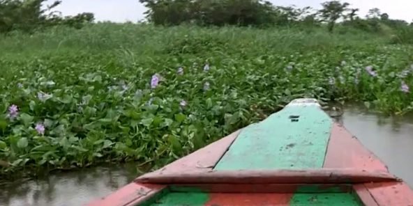 Bénin : Green Keeper Africa, la start-up qui transforme la jacinthe d’eau en produit dépolluant