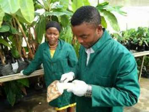 Liberia : Les jeunes du Liberia formés à l’entrepreneuriat agricole pour un résultat immédiat