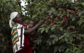 Ethiopie : portées par le café, les exportations agricoles réalisent de bonnes performances