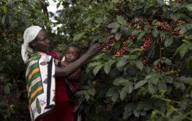 La recette du Kenya pour augmenter le revenu des producteurs de café