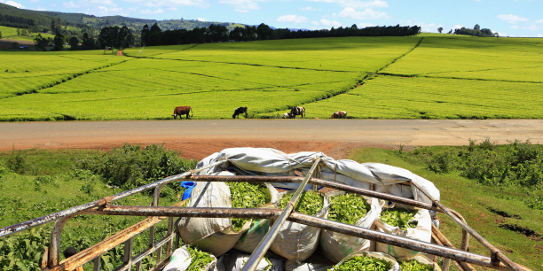 Agriculture : anticipant la sécheresse extrême de 2022, le Kenya met les bouchées doubles