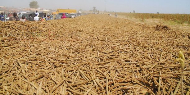 Sénégal : Khelcom ou le rêve d’un autre modèle d’exploitation agricole