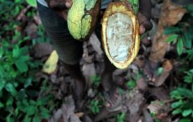 UEMOA : les exportations en baisse de 9,4% à cause de la réduction des ventes de cacao et de pétrole