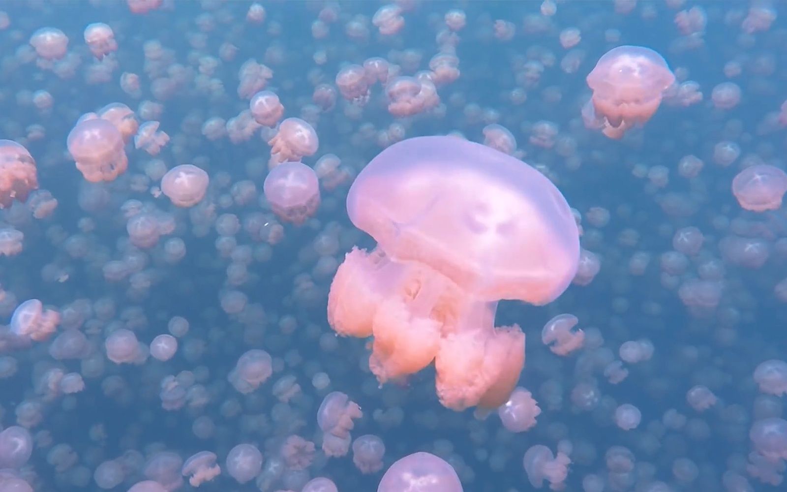 Images étonnantes d’une baignade à travers le lac Jellyfish à Palau