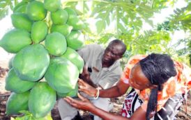 La Russie lorgne sur des contrats d’exportation des produits agricoles vers le Cameroun