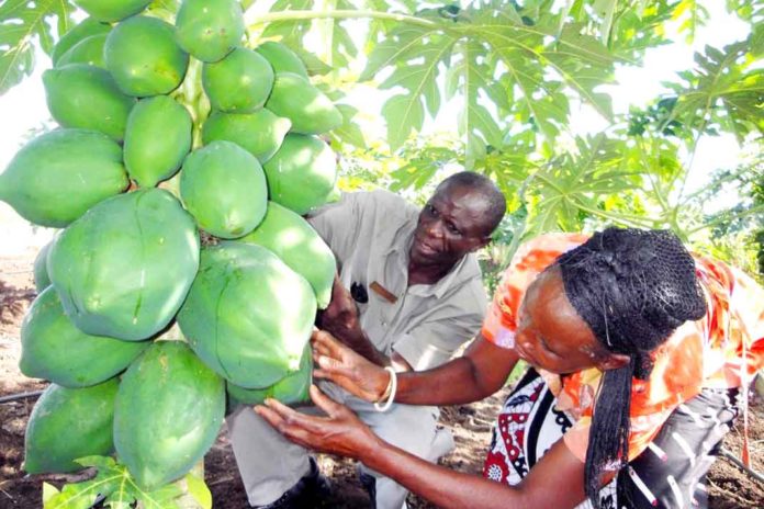 La Russie lorgne sur des contrats d’exportation des produits agricoles vers le Cameroun