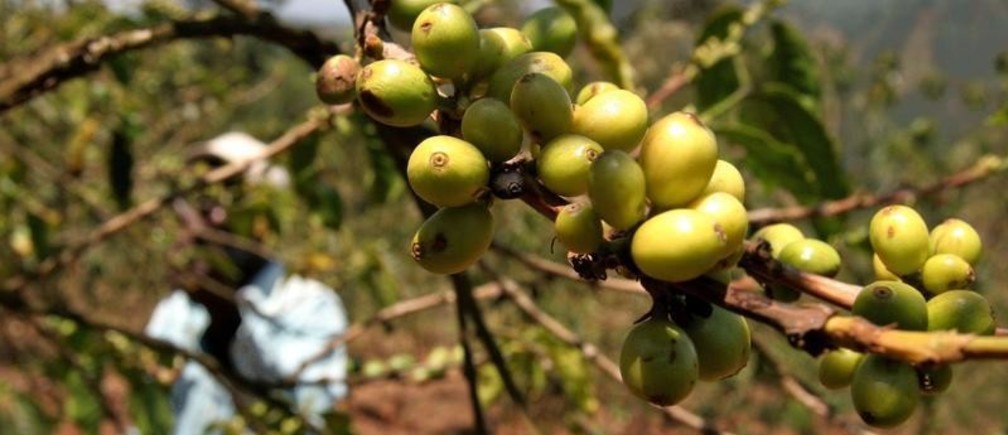 Le changement climatique va-t-il nous priver de café ?