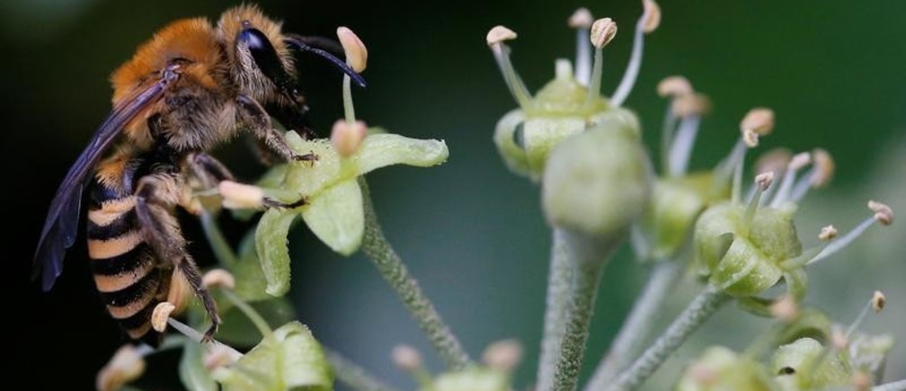 L’armée américaine veut s’inspirer du cerveau des insectes pour créer une nouvelle IA