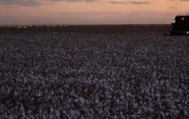 OGM : allons-nous bientôt manger du coton ?