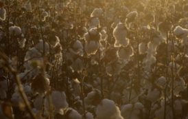 Ces chercheurs veulent faire du coton l’aliment du futur