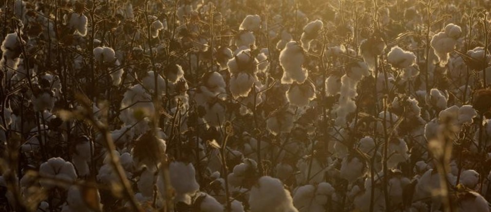 Ces chercheurs veulent faire du coton l’aliment du futur