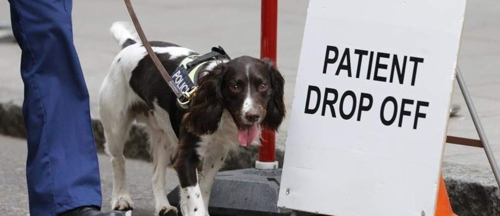 Le cancer du sein bientôt détecté par des chiens ?