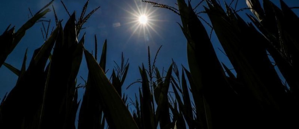 La sécheresse affecte la production européenne de blé