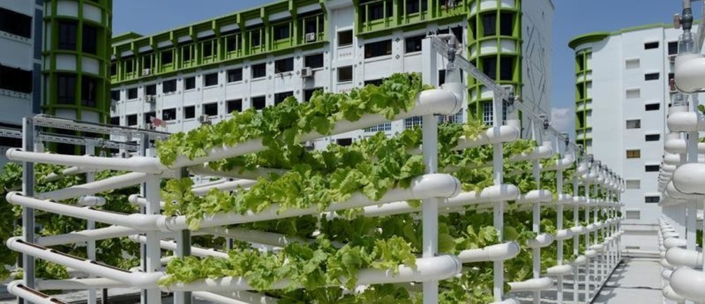 L’agriculture urbaine, un modèle agricole pas comme les autres