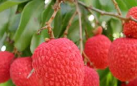 Madagascar table sur plus de 20 000 tonnes d’exportation de litchi en 2015