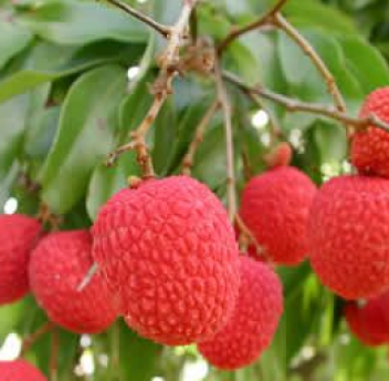 Madagascar table sur plus de 20 000 tonnes d’exportation de litchi en 2015