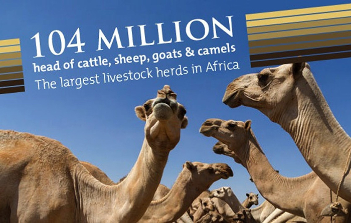 L’Ethiopie exporte du bétail en Egypte
