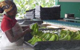La destruction des bananeraies des Antilles, quel impact sur le marché de la banane ?